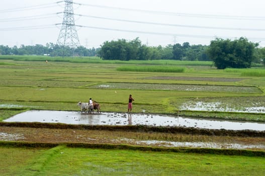 Farmer plowing the field at a distance in monsoon. Assam India South Asia Pacific June 21, 2023