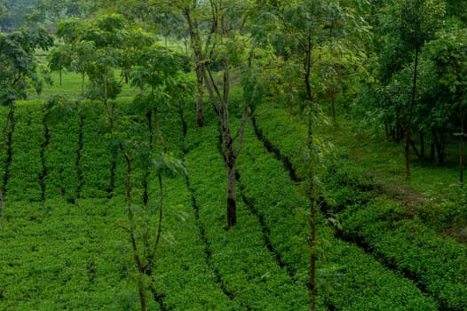 Hillside Tea Garden. Mountain Terrace Cultivation. Assam India
