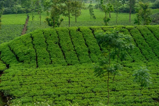 Hillside Tea Garden. Mountain Terrace Cultivation. Assam India