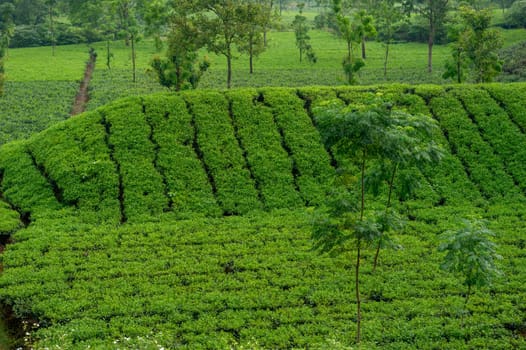 Hillside Tea Garden. Mountain Terrace Cultivation. Assam India