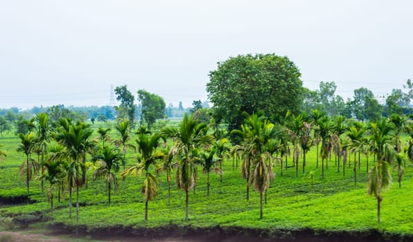 Palm trees on a green tea garden. Landscape Scenery. Assam India
