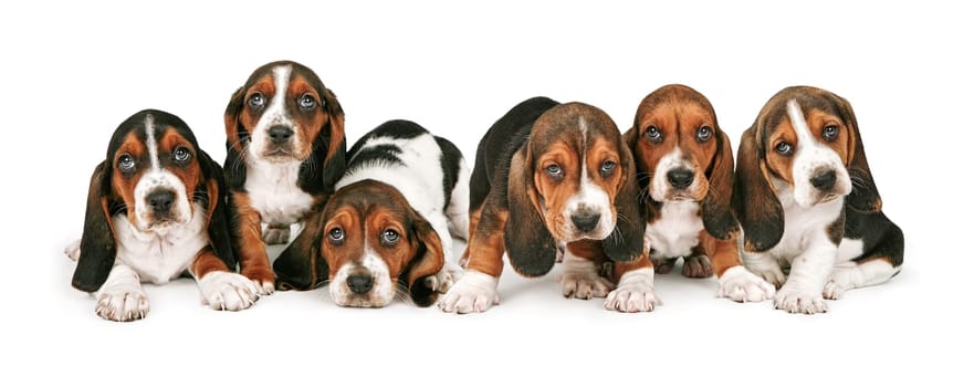 A litter of six week old Basset Hound puppies lined up in a row
