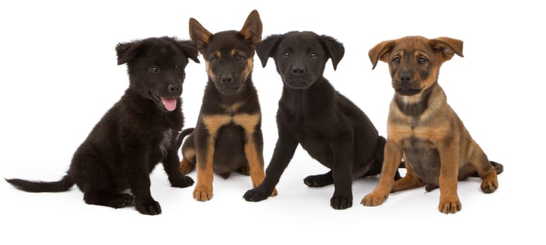 Four  Shepherd and Chow mix six week old puppies from the same litter.
