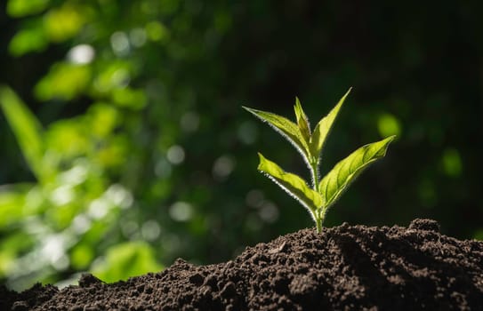 Gardener applying fertilizer plant food to soil for vegetable garden. Agriculture industry, development, economy and Investment growth concept.