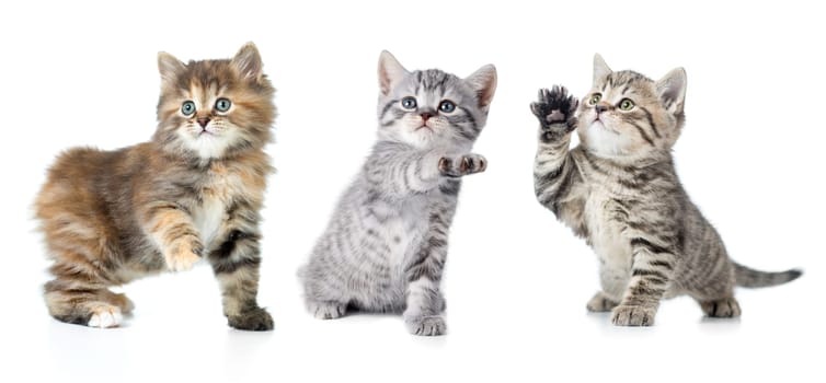 Set of various kittens with paw up isolated on white