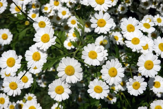 Mutterkraut, Falsche Kamille ( Tanacetum parthenium)