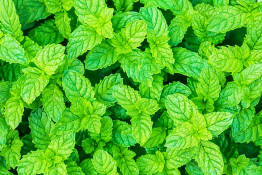 green background of fresh garden mint