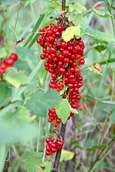red currants just before harvest