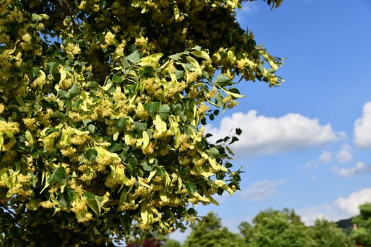 Linden blossoms between green foliage leaves