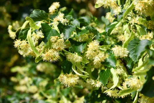 Linden blossoms between green foliage leaves