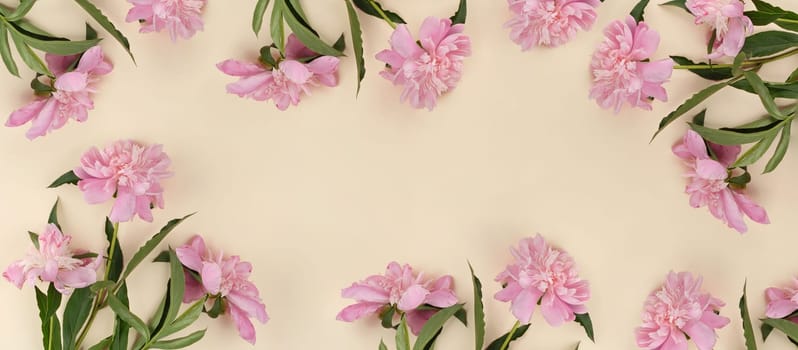 Blooming pink peony buds on a peach background, empty space in the middle, top view