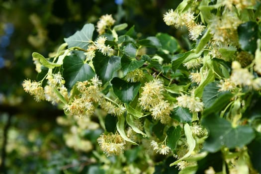 Linden blossoms between green foliage leaves
