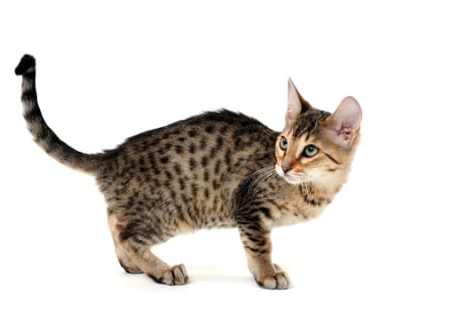 Purebred smooth-haired cat on a white isolated background. High quality photo