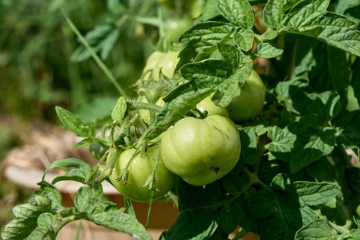 green tomatoes hanging on a branch. High quality photo