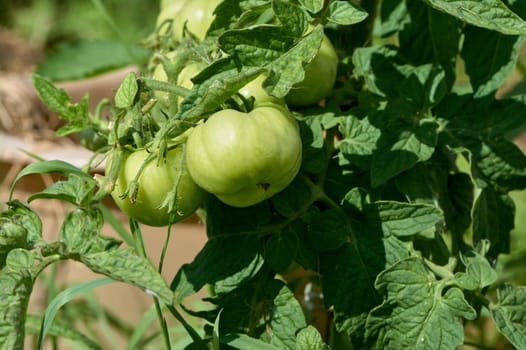 green tomatoes hanging on a branch. High quality photo