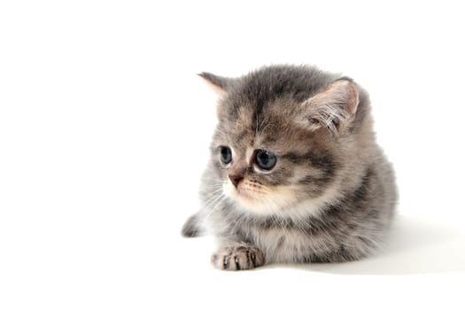 a purebred fluffy kitten lies on an isolated white background. High quality photo
