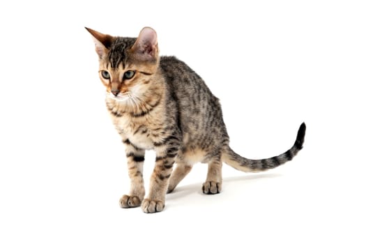 Purebred smooth-haired cat on a white isolated background. High quality photo