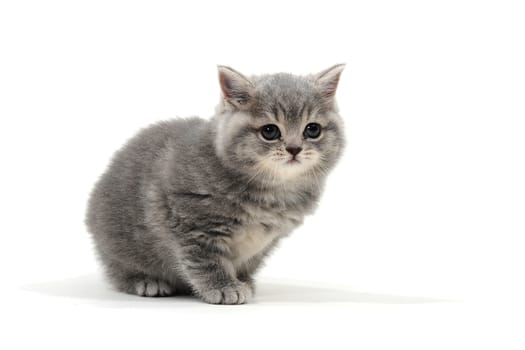 Fluffy purebred gray kitten on a white isolated background. High quality photo