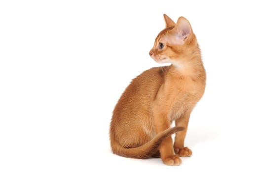 Abyssinian red kitten on a white isolated background. High quality photo
