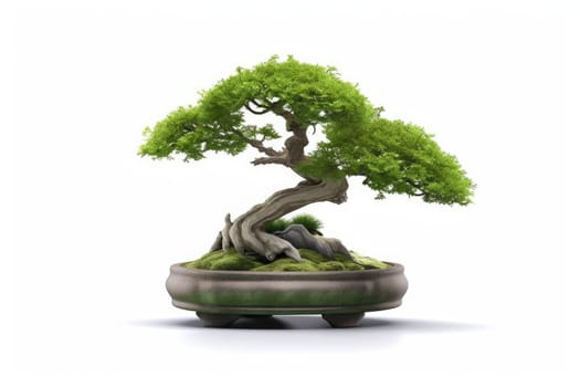 Small tree bonsai isolated on white background
