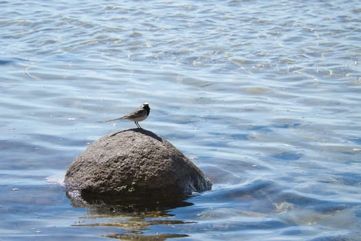 Bird on a stone of the Baltic Sea. Wild animal on the coast. Landscape shot with animal photo