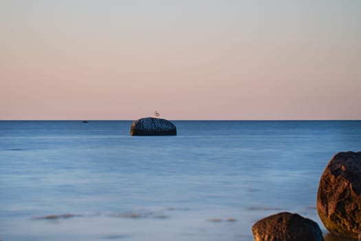 Bird on a stone in the Baltic Sea at sunset. Wildlife photo from the coast. Landscape from Germany