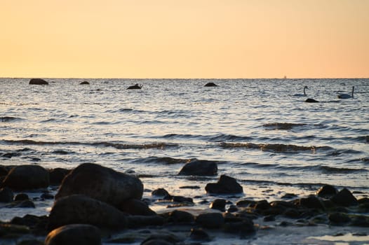 Sunset, stone beach with small and large rocks in front of the illuminated sea. Light waves. Poel island on the Baltic Sea. Nature photo from the coast