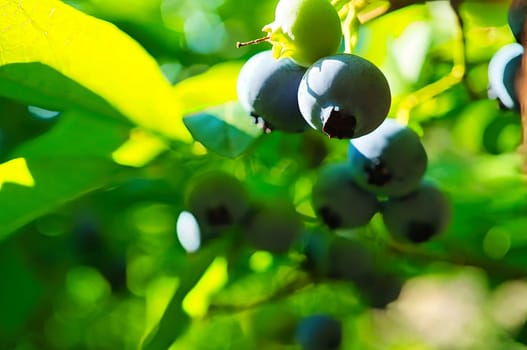 Blueberry on the bush, purple-blue fruits. Fruits with green leaves. Fruit rich in vitamins. Harvest from the garden