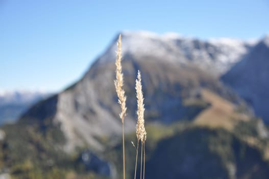 Wild grasses on the mountain Jenner in front of alpine scenery. Berchtesgaden, Bavaria, Germany