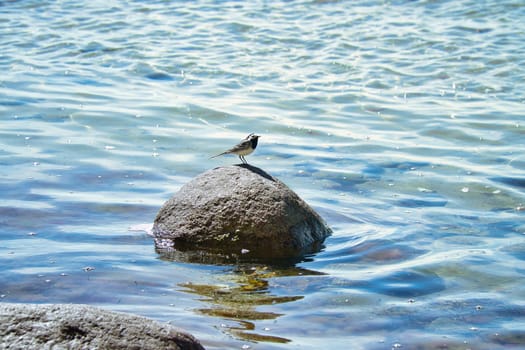 Bird on a stone of the Baltic Sea. Wild animal on the coast. Landscape shot with animal photo