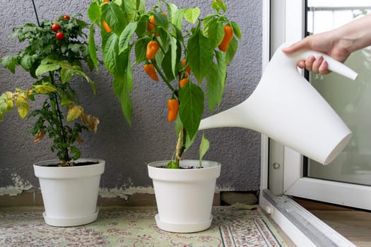 A woman watering a home garden grown on a balcony terrace at home.