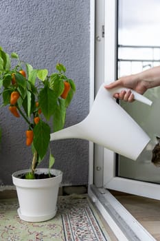 A woman watering a bush of hot chili peppers NuMex Pumpkin Spice Chili grown on the balcony in a pot from a watering can.