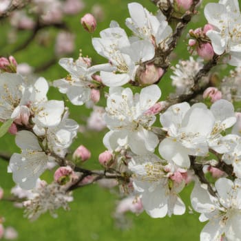 Apple blossoms