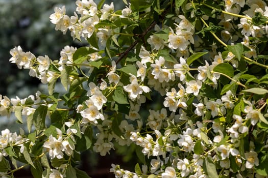 Beautiful white jasmine blossom flowers in spring time. Background with flowering jasmin bush.