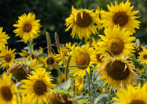 Yellow Sunflowers growing in a field. Natural sunflower background.
