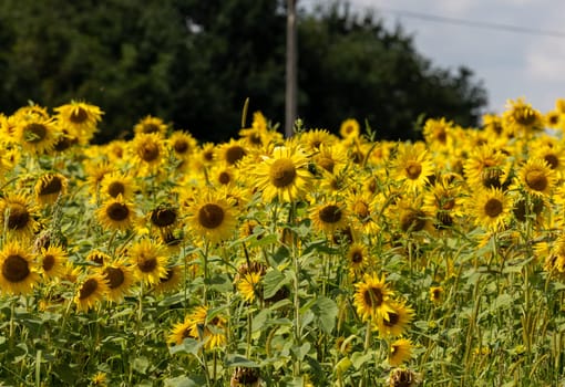 Yellow Sunflowers growing in a field. Natural sunflower background.