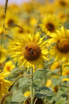 Yellow Sunflowers growing in a field. Natural sunflower background.