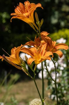 Orange lily in the summer garden. Close-up of lily flowers.