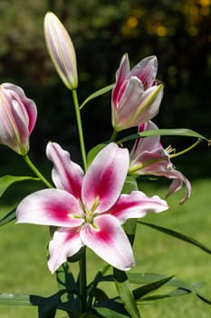 White and Red lily in the summer garden. Close-up of lily flowers.
