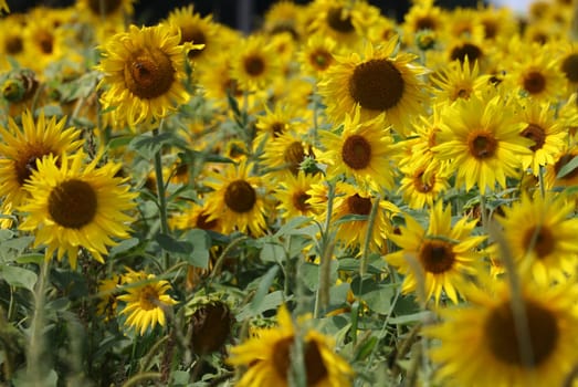 Yellow Sunflowers growing in a field. Natural sunflower background.