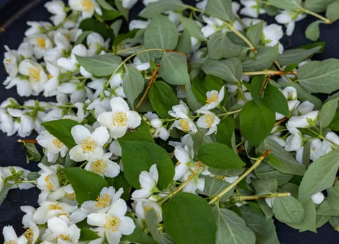 Beautiful white jasmine blossom flowers in spring time. Background with flowering jasmin bush.