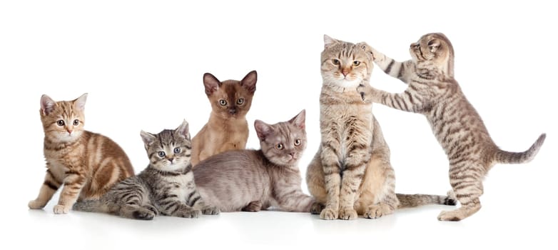 various cats group isolated on white