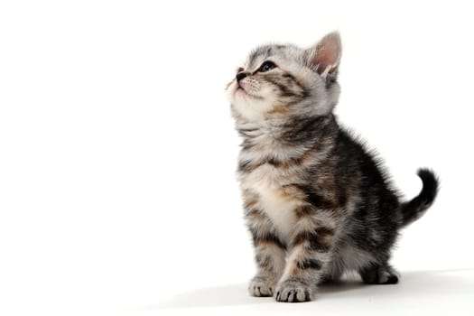 Fluffy purebred gray kitten on a white isolated background. High quality photo