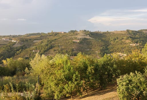 Groves of hazelnuts in the area of Albaretto della Torre in Piedmont, Italy