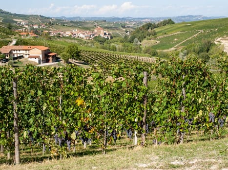 Langhe vineyards near Barolo Unesco Site, Piedmont, Italy