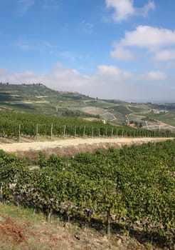 Langhe vineyards near Barolo and La Morra, Unesco Site, Piedmont, Italy