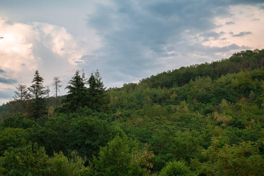 Deciduous forest in summer, landscape with trees in Germany near Trier, Moselle Valley, cloudy sky