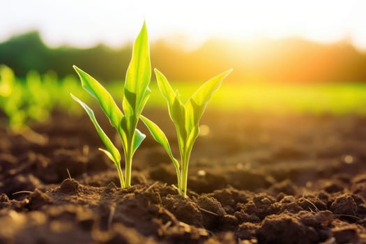 Springtime corn field with fresh, green sprouts. Agricultural landscape with soil based corn sprouts. Generative AI