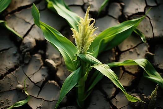 Young corn growing in dry environment. Generative AI