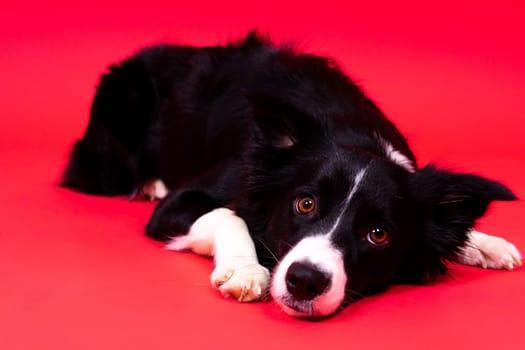 Border Collie dog, 1-2 years old, standing against yellow and red backgrounds